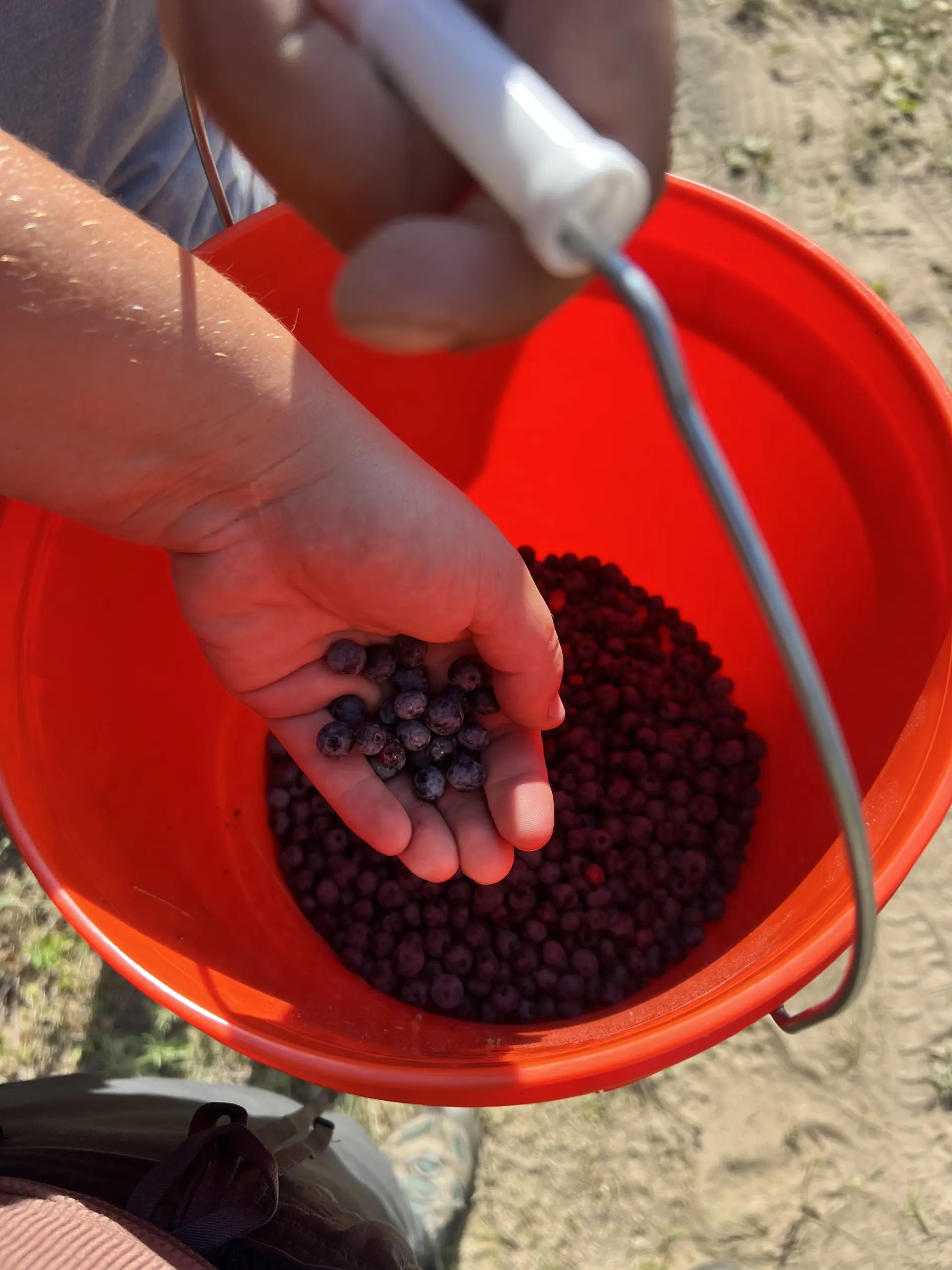 Bucket of harvested wild blueberries